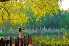 麻豆传媒宁洋子-影像背后，宁洋子的多元触点与麻豆传媒的艺术探索
